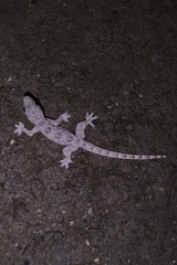 Hemidactylus platyurus