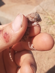 Stenodactylus mauritanicus