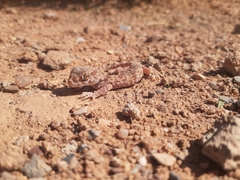 Stenodactylus mauritanicus