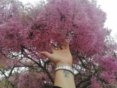 Chionanthus pubescens