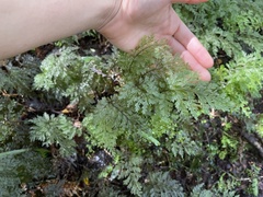 Hymenophyllum demissum