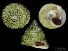 Coelotrochus viridis