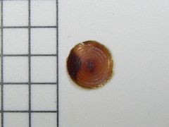 Coelotrochus viridis