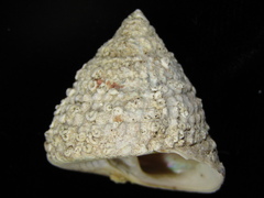 Coelotrochus viridis