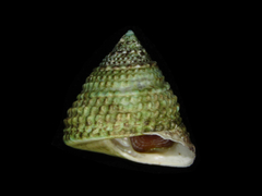 Coelotrochus viridis