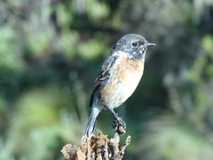 Saxicola torquatus