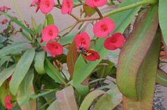 Philanthus triangulum