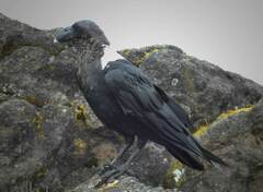 Corvus albicollis