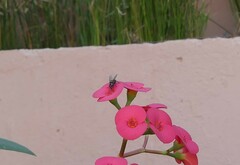 Anthomyia procellaris