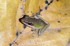 Chalcorana chalconota