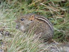 Rhabdomys pumilio