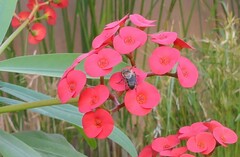 Apis mellifera intermissa