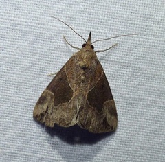 Hypena manalis