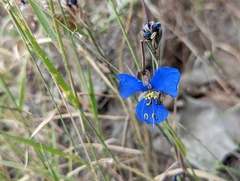 Commelina dianthifolia
