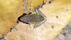 Chalcorana chalconota