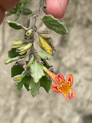 Clinopodium tomentosum