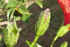 Aphis gossypii