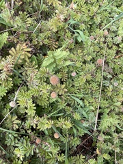 Acaena anserinifolia