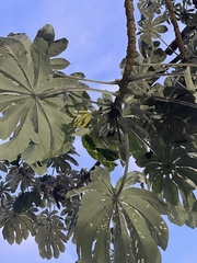 Cecropia pachystachya