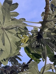 Cecropia pachystachya