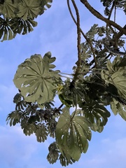 Cecropia pachystachya