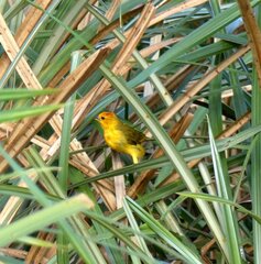 Ploceus castaneiceps