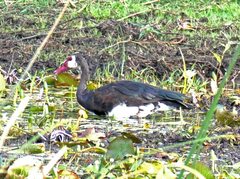 Plectropterus gambensis