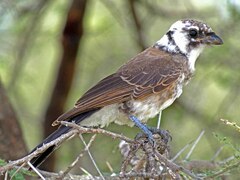 Eurocephalus ruppelli