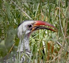 Tockus erythrorhynchus