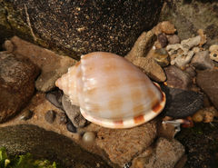 Phalium bandatum