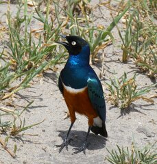 Lamprotornis superbus
