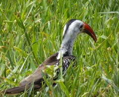 Tockus erythrorhynchus