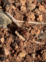 Pogonomyrmex occidentalis