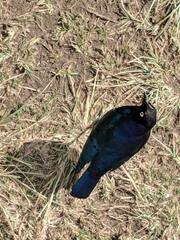 Lamprotornis superbus