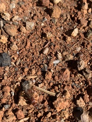 Pogonomyrmex occidentalis