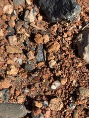 Pogonomyrmex occidentalis