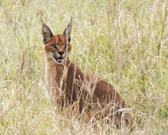 Caracal caracal