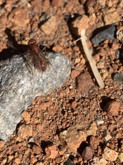 Pogonomyrmex occidentalis