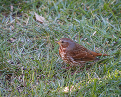 Passerella iliaca iliaca