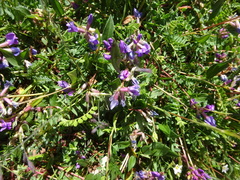 Oxytropis montana