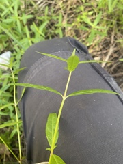 Alternanthera denticulata