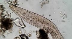 Anigsteinia clarissima