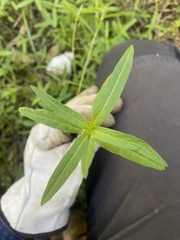 Alternanthera denticulata
