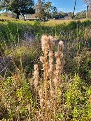 Andropogon glomeratus