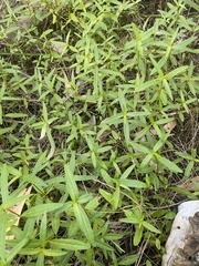 Alternanthera denticulata