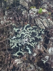 Phaeophyscia rubropulchra