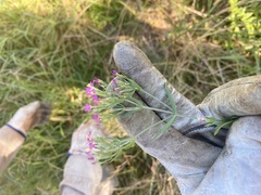 Centaurium tenuiflorum