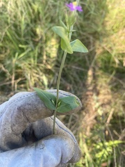 Centaurium tenuiflorum