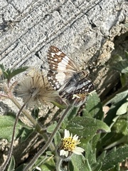 Heliopetes domicella