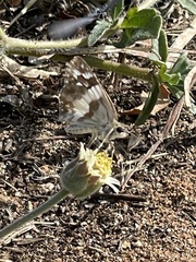 Heliopetes domicella